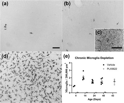 Terminal field volume of the glossopharyngeal nerve in adult rats reverts to prepruning size following microglia depletion with PLX5622