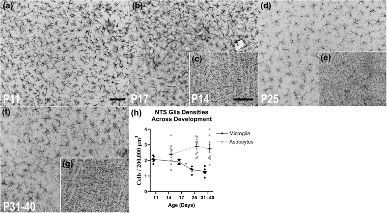 Terminal field volume of the glossopharyngeal nerve in adult rats reverts to prepruning size following microglia depletion with PLX5622