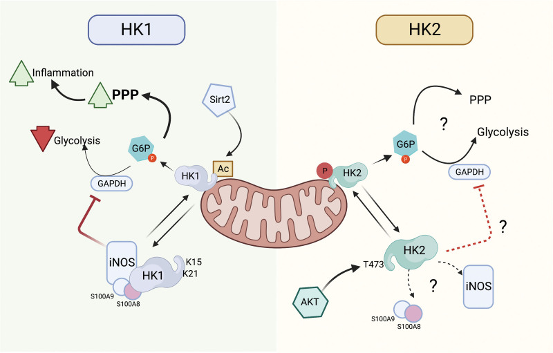 The intersection of metabolism and inflammation is governed by the intracellular topology of hexokinases and the metabolic fate of glucose.