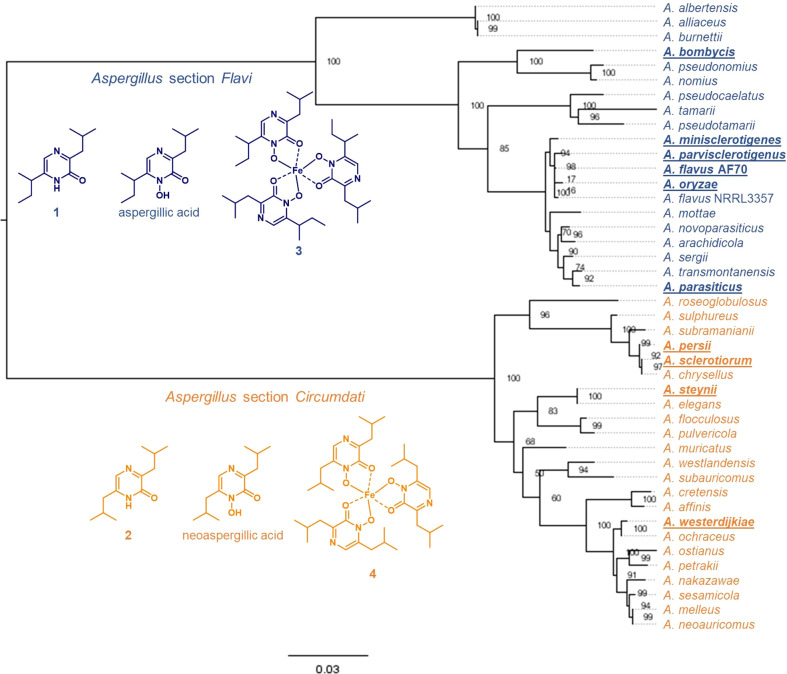 Small NRPS-like enzymes in <i>Aspergillus</i> sections <i>Flavi</i> and <i>Circumdati</i> selectively form substituted pyrazinone metabolites.