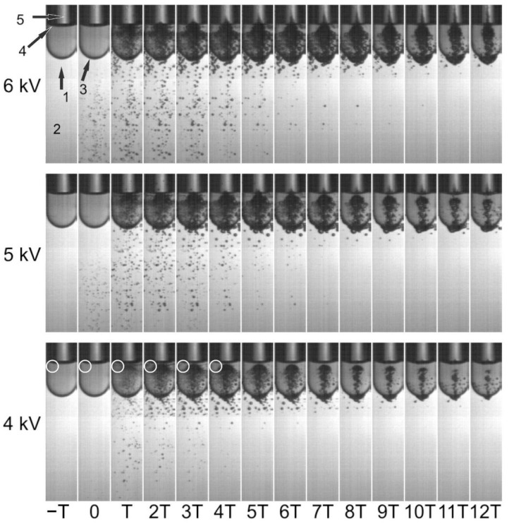 Effect of Shock Waves on the Growth of <i>Aspergillus niger</i> Conidia: Evaluation of Germination and Preliminary Study on Gene Expression.