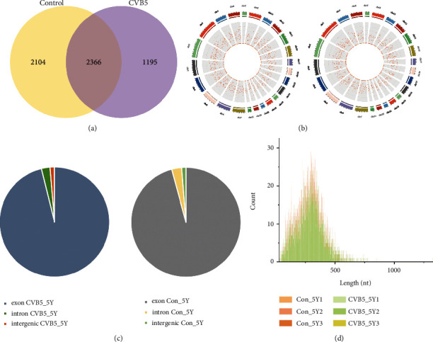 Expression Profiles of Differentially Expressed Circular RNAs and circRNA-miRNA-mRNA Regulatory Networks in SH-SY5Y Cells Infected with Coxsackievirus B5.