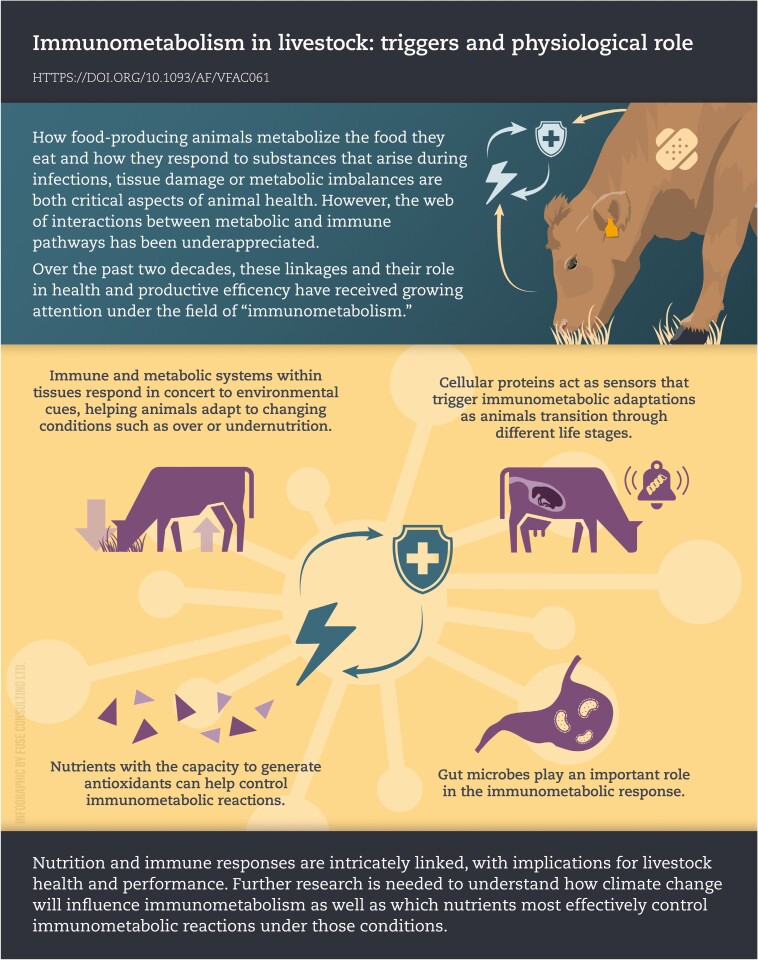 Immunometabolism in Livestock.