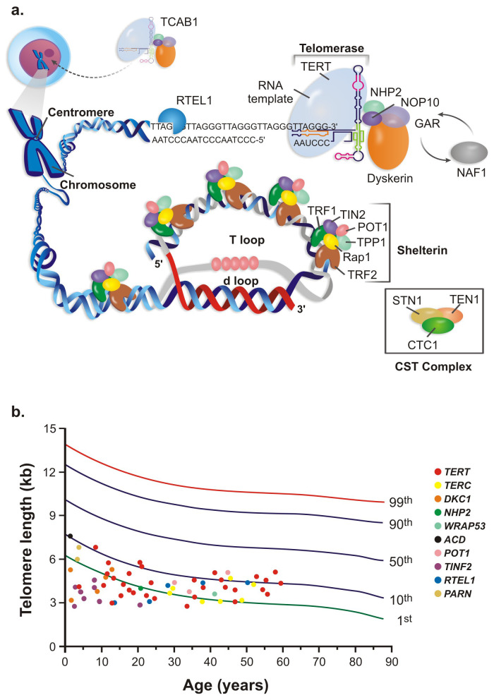 Recent advances in understanding telomere diseases.