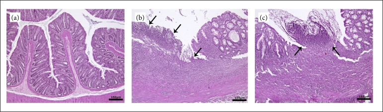 Mesenchymal stem cells have ameliorative effect on the colitis model via Nrf2/HO-1 pathway.