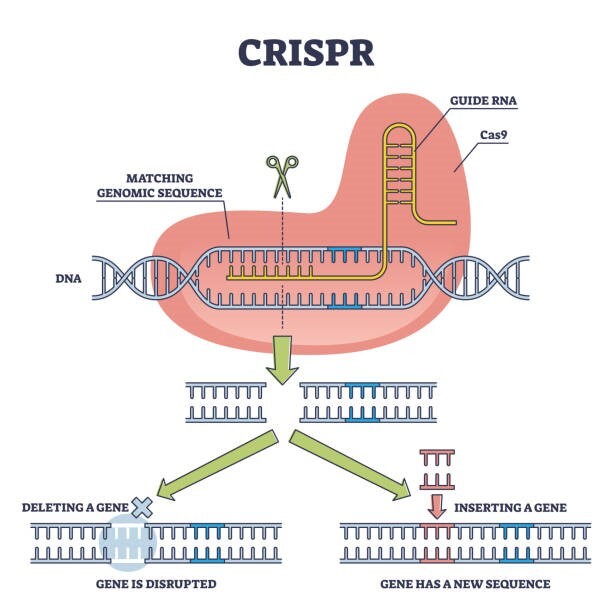 CRISPR Technology: A Jewish Legal Perspective.