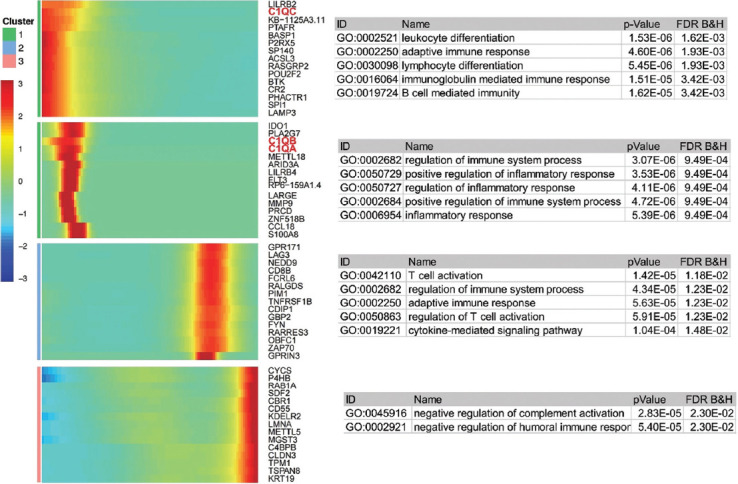 Complement C1QC as a potential prognostic marker and therapeutic target in colon carcinoma based on single-cell RNA sequencing and immunohistochemical analysis.