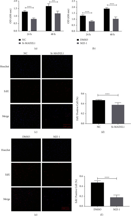 Inhibition of MAD2L1 Mediates Pulmonary Fibrosis through Impairment of Mitochondrial Function and Induction of Cell Senescence.