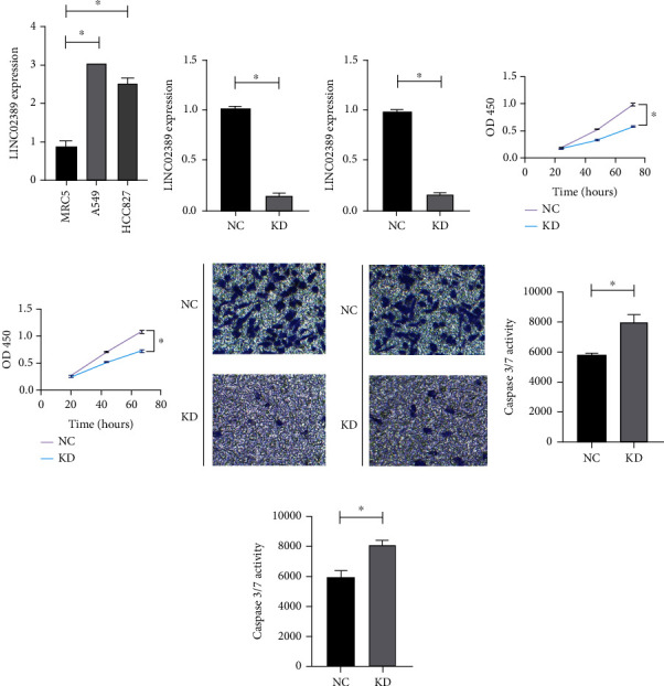 LINC02389/miR-7-5p Regulated Cisplatin Resistance of Non-Small-Cell Lung Cancer via Promoting Oxidative Stress.