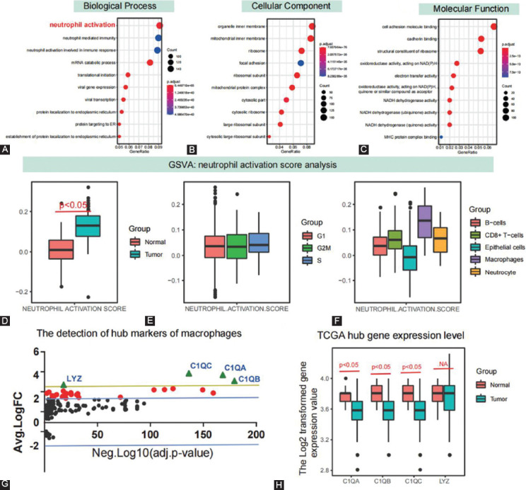 Complement C1QC as a potential prognostic marker and therapeutic target in colon carcinoma based on single-cell RNA sequencing and immunohistochemical analysis.