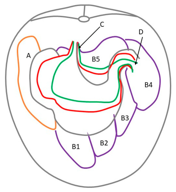Equine Stomach Development in the Fetal Period: An Anatomical, Topographical, and Morphometric Study.
