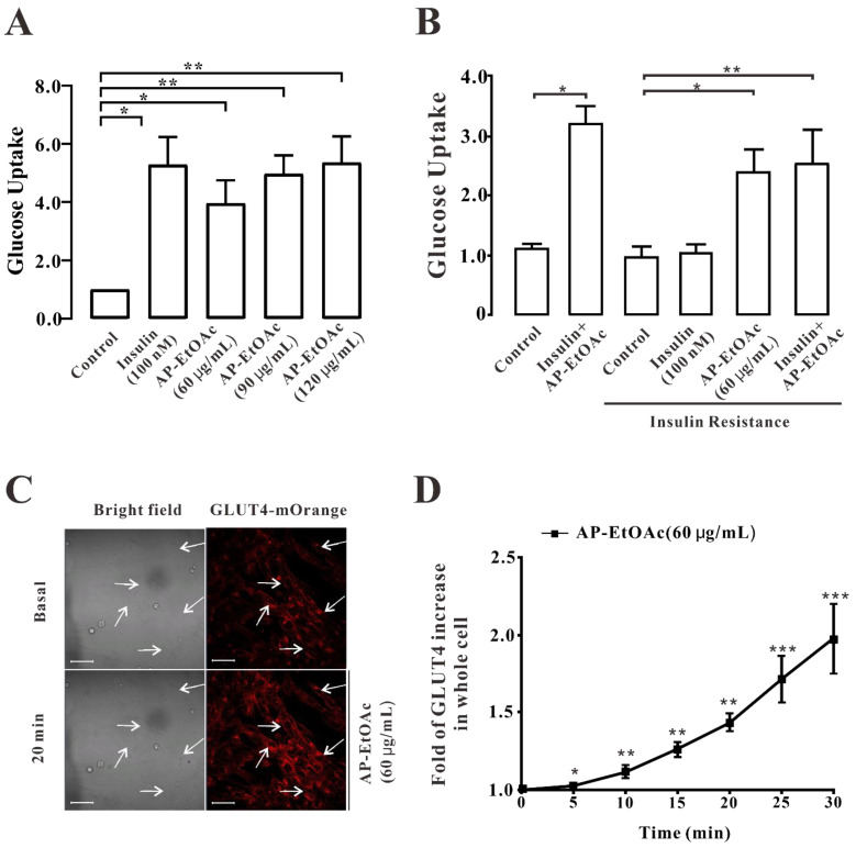 Andrographolide Promotes Uptake of Glucose and GLUT4 Transport through the PKC Pathway in L6 Cells.