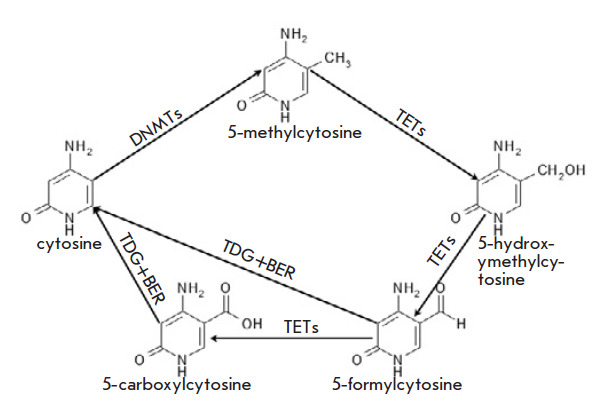 DNA Methylation: Genomewide Distribution, Regulatory Mechanism and Therapy Target.