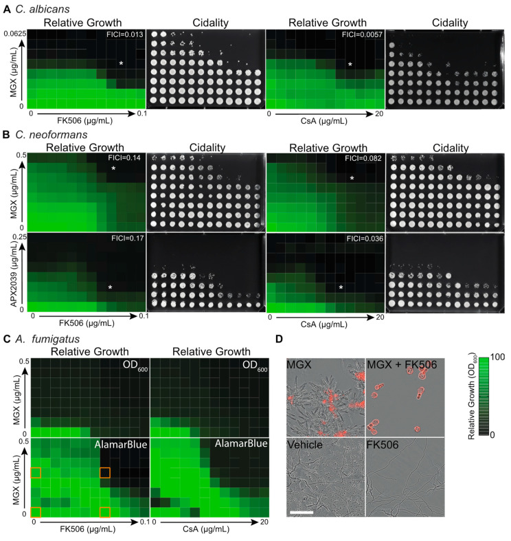 Calcineurin Inhibitors Synergize with Manogepix to Kill Diverse Human Fungal Pathogens.
