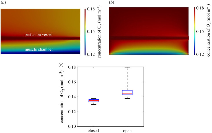 Mathematical modelling of oxygen transport in a muscle-on-chip device.