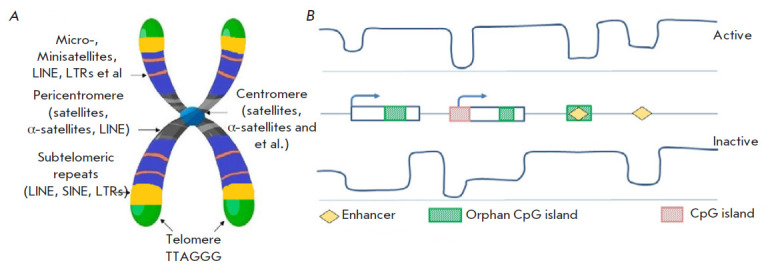 DNA Methylation: Genomewide Distribution, Regulatory Mechanism and Therapy Target.