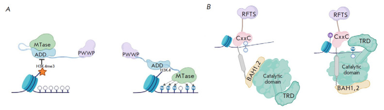 DNA Methylation: Genomewide Distribution, Regulatory Mechanism and Therapy Target.