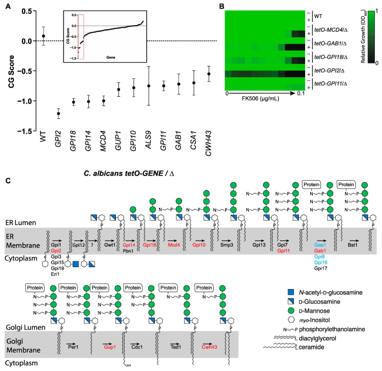 Calcineurin Inhibitors Synergize with Manogepix to Kill Diverse Human Fungal Pathogens.