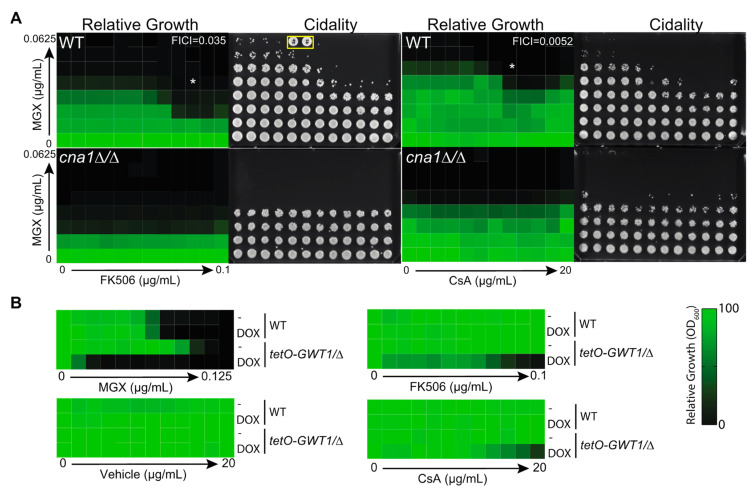Calcineurin Inhibitors Synergize with Manogepix to Kill Diverse Human Fungal Pathogens.