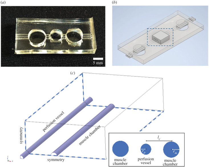 Mathematical modelling of oxygen transport in a muscle-on-chip device.