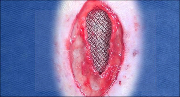 Incisional hernia repair in rats: description of the sublay technique under videomagnification system.