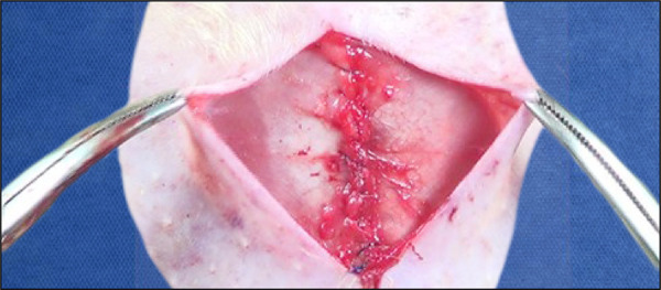 Incisional hernia repair in rats: description of the sublay technique under videomagnification system.