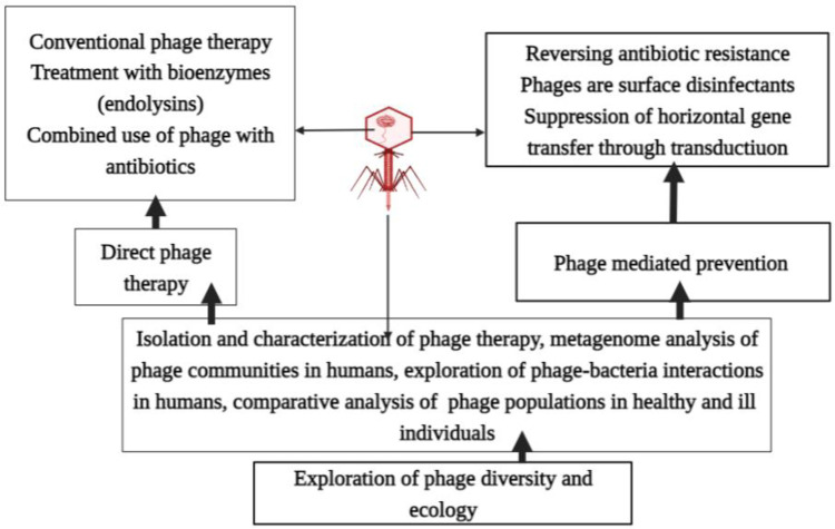 Phage Therapy: A Different Approach to Fight Bacterial Infections.