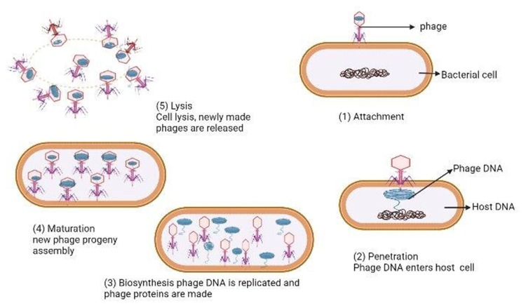 Phage Therapy: A Different Approach to Fight Bacterial Infections.