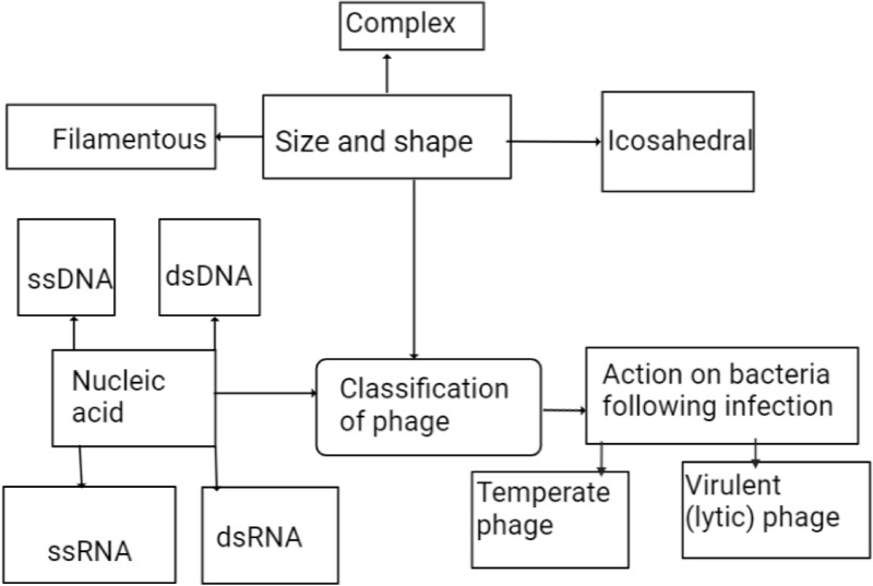 Phage Therapy: A Different Approach to Fight Bacterial Infections.