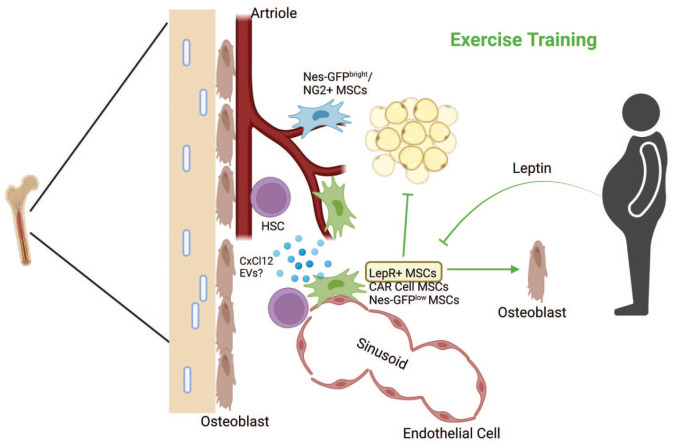 How Does Lifestyle Affect Hematopoiesis and the Bone Marrow Microenvironment?