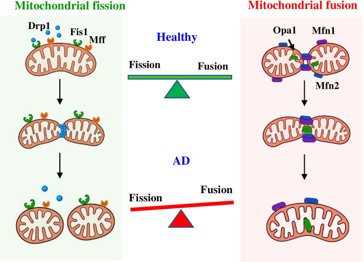 Therapeutic non-invasive brain treatments in Alzheimer's disease: recent advances and challenges.