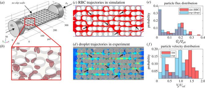 Red blood cell dynamics in extravascular biological tissues modelled as canonical disordered porous media.