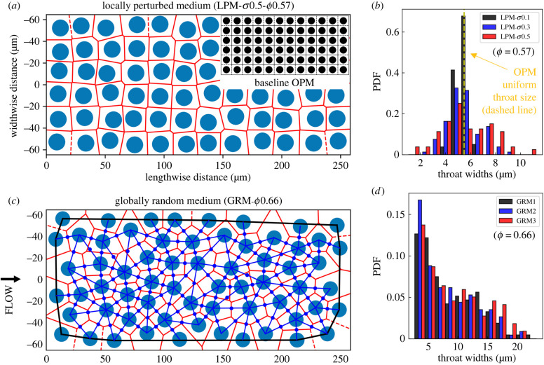 Red blood cell dynamics in extravascular biological tissues modelled as canonical disordered porous media.