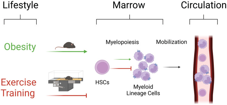 How Does Lifestyle Affect Hematopoiesis and the Bone Marrow Microenvironment?