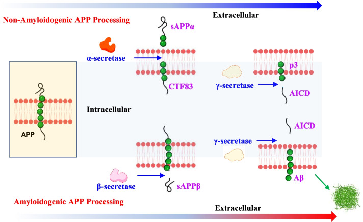 Therapeutic non-invasive brain treatments in Alzheimer's disease: recent advances and challenges.