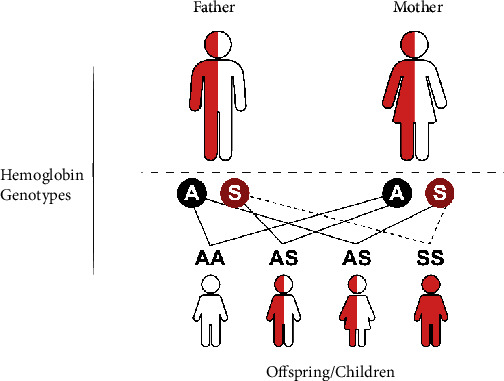 Sickle Cell Disease in Children and Adolescents: A Review of the Historical, Clinical, and Public Health Perspective of Sub-Saharan Africa and Beyond.