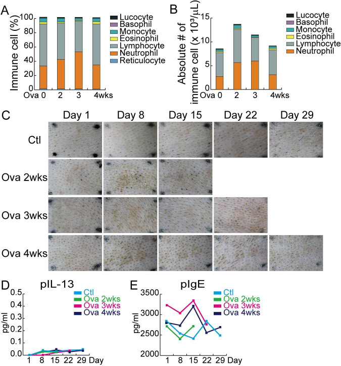 Key factors to establish the ovalbumin-induced atopic dermatitis minipig model: age and body weight.