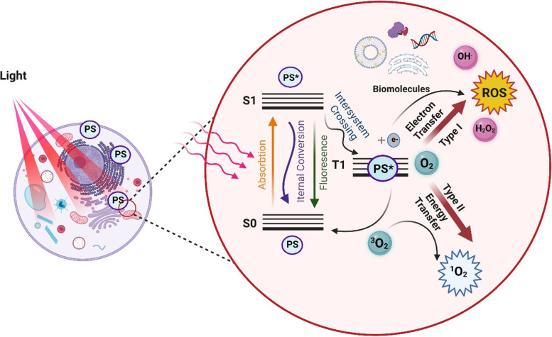 Accelerating skin regeneration and wound healing by controlled ROS from photodynamic treatment.