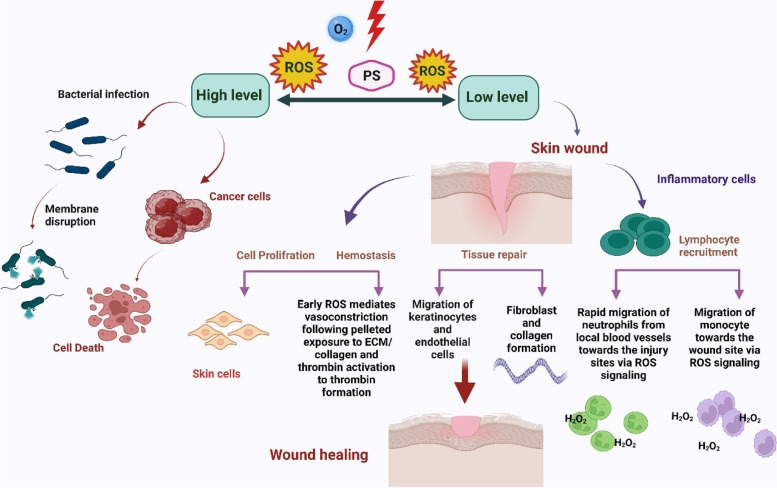 Accelerating skin regeneration and wound healing by controlled ROS from photodynamic treatment.