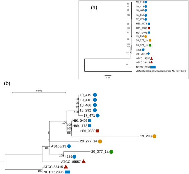 <i>Actinobacillus suis</i> isolated from diseased pigs are phylogenetically related but harbour different number of toxin gene copies in their genomes.