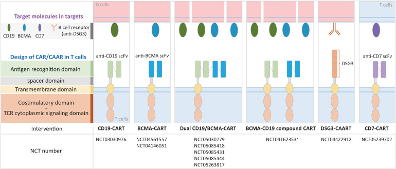 Engineering Cell Therapies for Autoimmune Diseases: From Preclinical to Clinical Proof of Concept.