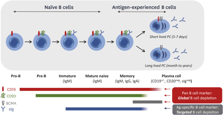 Engineering Cell Therapies for Autoimmune Diseases: From Preclinical to Clinical Proof of Concept.