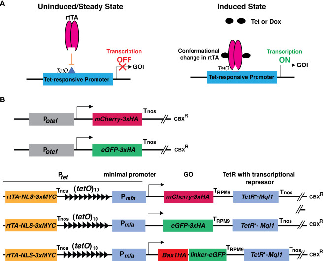 Tetracycline-controlled (TetON) gene expression system for the smut fungus <i>Ustilago maydis</i>.