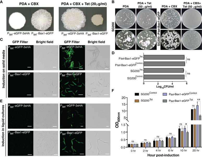 Tetracycline-controlled (TetON) gene expression system for the smut fungus <i>Ustilago maydis</i>.