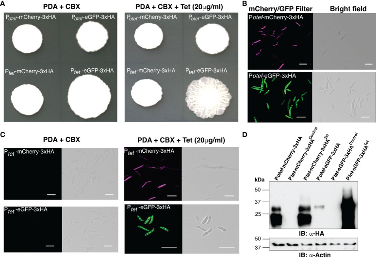 Tetracycline-controlled (TetON) gene expression system for the smut fungus <i>Ustilago maydis</i>.