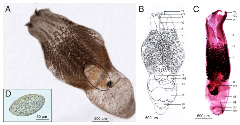 Alaria alata (Digenea: Diplostomidae) from Korean Raccoon Dog, Nyctereutes procyonoides koreensis, in Korea.