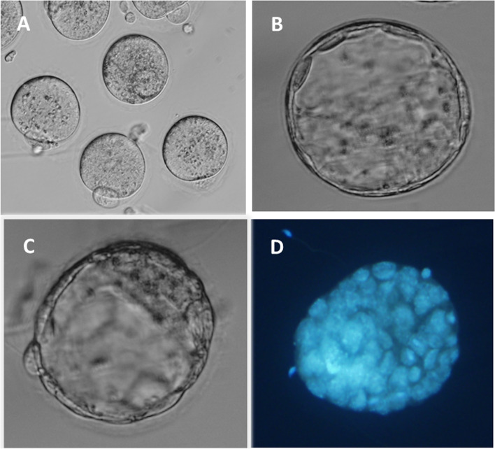 New hyaluronan-based biomatrix for 3-D follicle culture yields functionally competent oocytes.