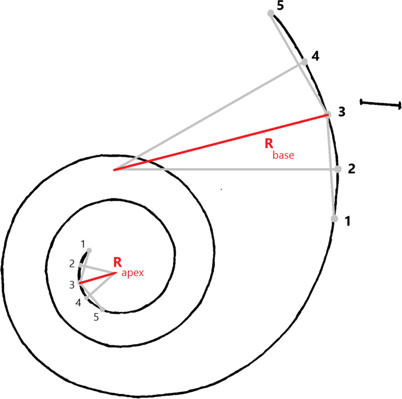 Morphology and morphometry of the inner ear of the dromedary camel and their influence on the efficiency of hearing and equilibrium.