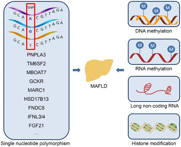 Update on genetics and epigenetics in metabolic associated fatty liver disease.