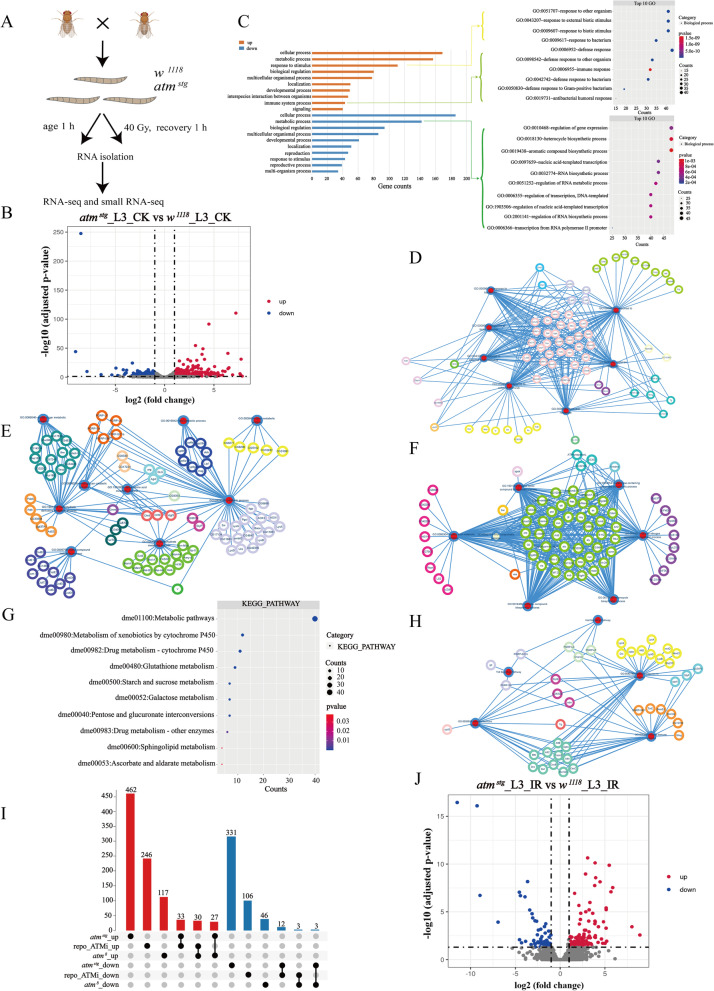 Profiling ATM regulated genes in Drosophila at physiological condition and after ionizing radiation.